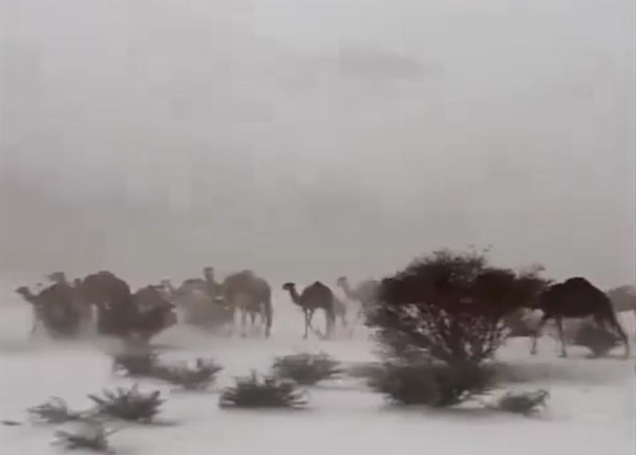 بالفيديو - مشهد نادر في السعودية.. قافلة من الإبل تسير وسط الثلوج!